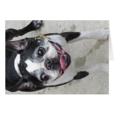 Boston Terrier Cards