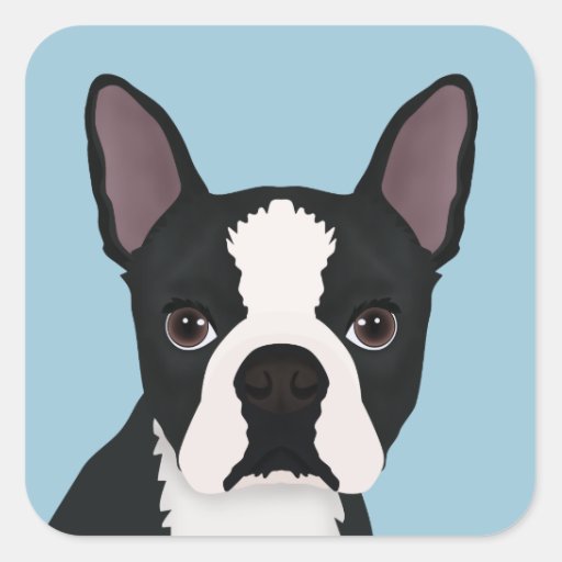 boston terrier cartoon square sticker | Zazzle