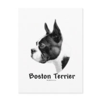 Boston Terrier Charcoal 2 postcards