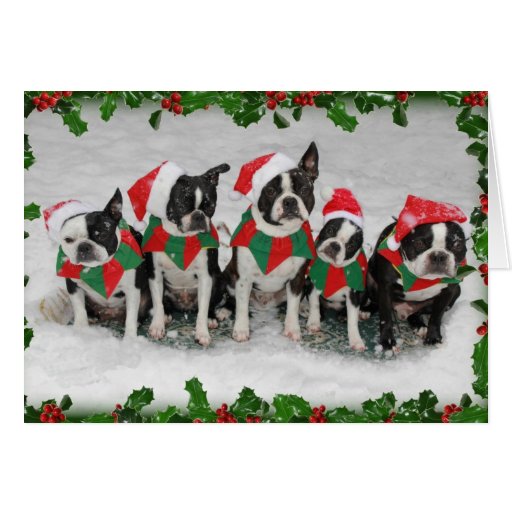 Boston Terrier Christmas Cards 