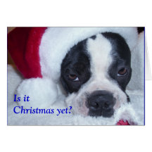 Boston Terrier Christmas Card