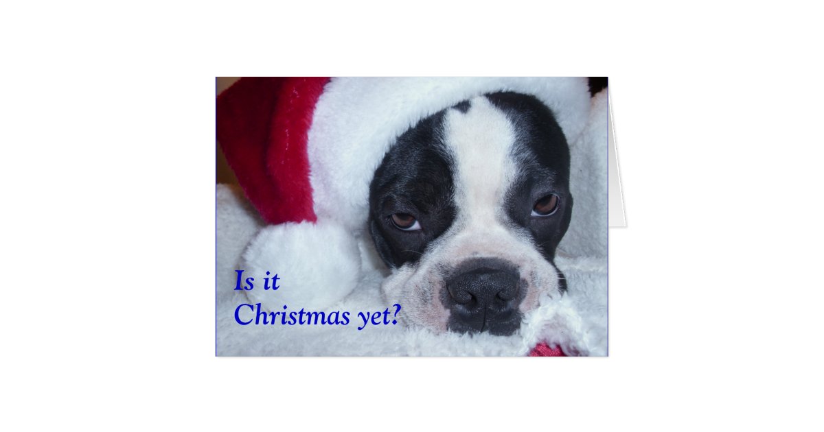 Boston Terrier Christmas Card Zazzle