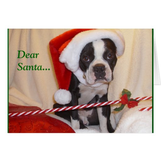 Boston Terrier Christmas Card Zazzle