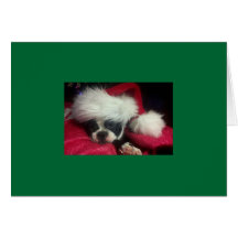 Boston Terrier Christmas Card
