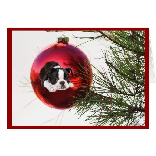 Boston Terrier Christmas Card Ball Zazzle
