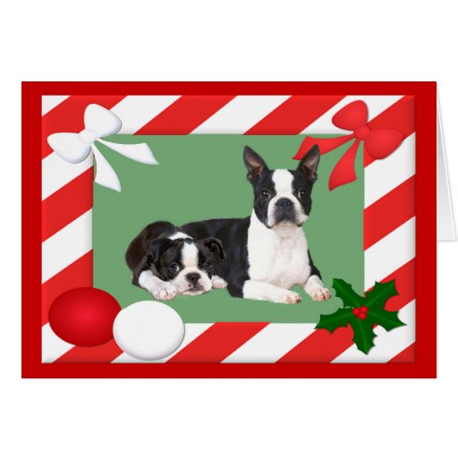 Boston Terrier Christmas Card Frame Zazzle