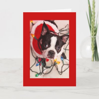 Boston Terrier Christmas Lights Santa Greeting Car Greeting Card