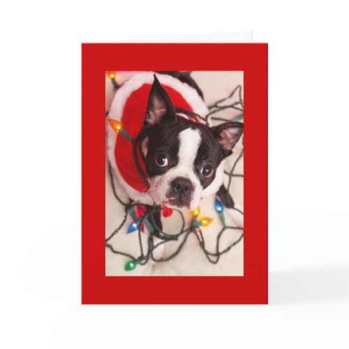 Boston Terrier Christmas Lights Santa Greeting Card