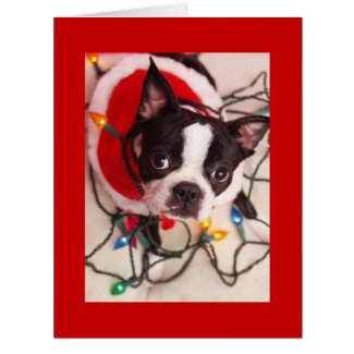 Boston Terrier Christmas Lights Santa Greeting Car Greeting Card