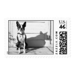 boston terrier classic stamp