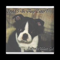 Boston Terrier:  Could I be any cuter? magnets