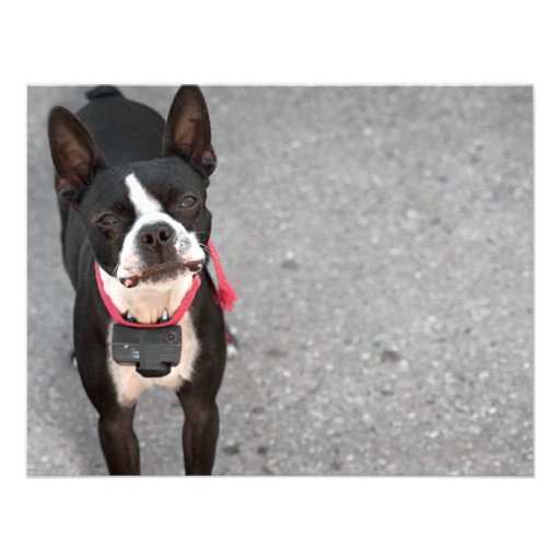 Boston Terrier Dog Personalized Invite