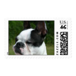 Boston Terrier Dog Photo Postage Stamp