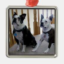 Boston Terrier dogs ornament