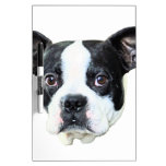 Boston terrier Dry-Erase boards