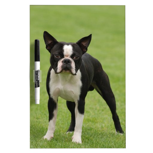 Boston terrier Dry-Erase boards