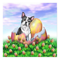 Boston Terrier Easter Surprise Poster posters