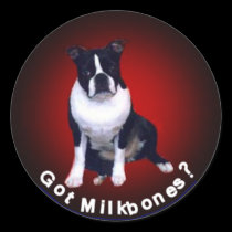 Boston Terrier:  Got Milkbones? stickers