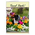 Boston Terrier Greeting Card
