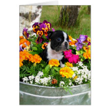 Boston Terrier Greeting Cards