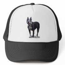 Boston Terrier hats