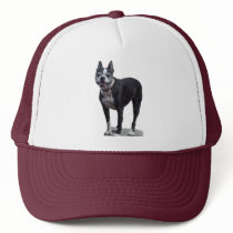 Boston Terrier hats