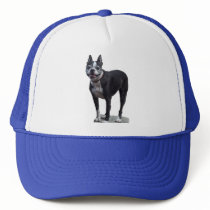 Boston Terrier hats