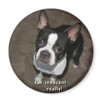 Boston Terrier:  I'm Innocent magnets