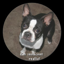Boston Terrier:  I'm Innocent stickers