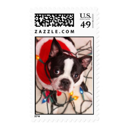 Boston Terrier in Christmas Lights Postage