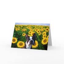 Boston Terrier in Sunflowers greeting card