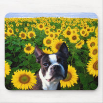 Boston Terrier in Sunflowers mousepad