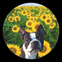 Boston Terrier in Sunflowers stickers stickers