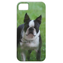 Boston Terrier iPhone 5 Case