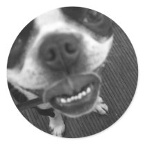 Boston Terrier Lips stickers