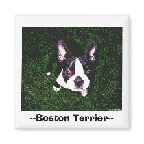 --Boston Terrier-- magnets