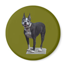 Boston Terrier magnets