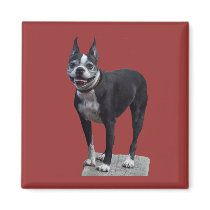 Boston Terrier magnets