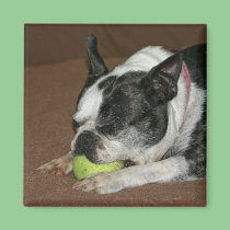 Boston Terrier Magnet - "Sue Sue"