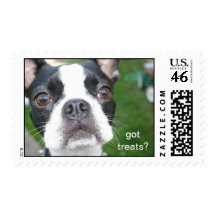 boston terrier Mochi Postage