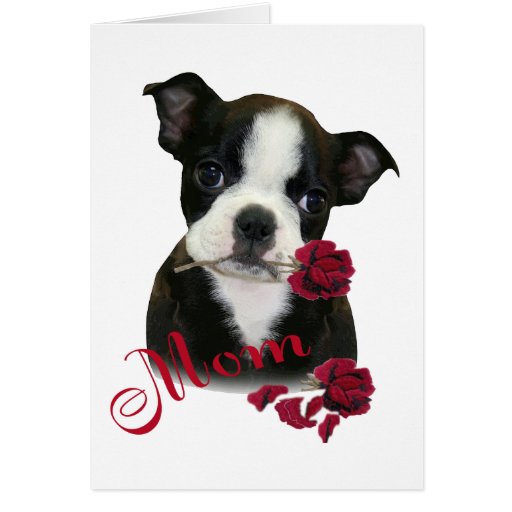 Boston Terrier Mom Card | Zazzle