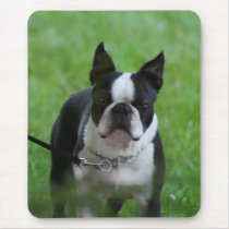 Boston Terrier mousepad