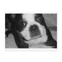 Boston Terrier Pet Sympathy Cards postcards