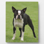 Boston terrier photo plaques