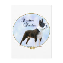 Boston Terrier Portrait postcards
