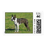 Boston Terrier postage