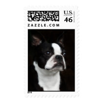 Boston Terrier Stamp