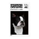 Boston Terrier postage