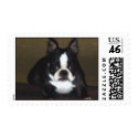 Boston Terrier postage