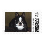 Boston Terrier postage